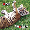 Punk it Max